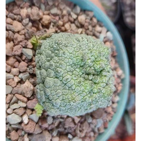 四方凝蹄玉|【四方擬蹄玉 Pseudolithos cubiforme】...